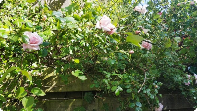 100624986_694663444416557_6617033994418520064_n