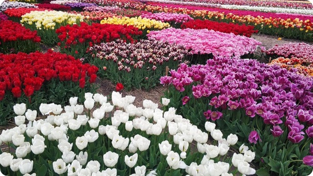 95822269_3243068145726101_2328385578858446848_n