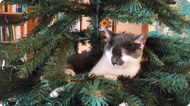 132377165_3527534757295915_1328410074331463018_n