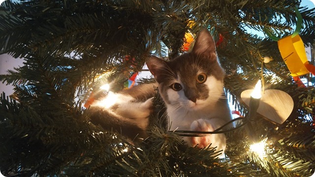 134361345_260701172062578_1421526151262600132_n