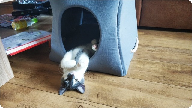 135082400_225216509082669_668040152246710734_n