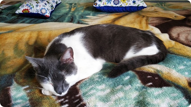 239806799_320911773158761_7330247217912830233_n