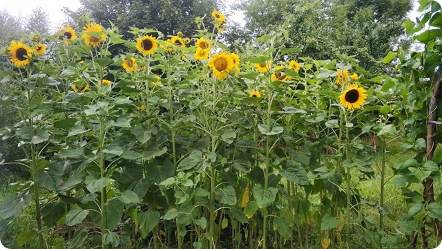 240816200_215410527299970_1486331957408612248_n