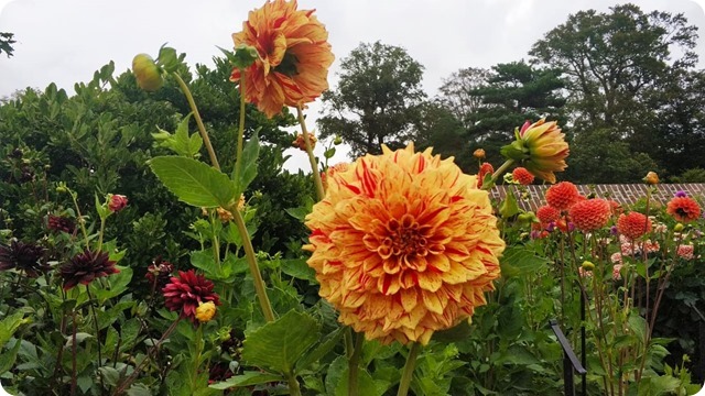 241006406_4399384096849668_4112258082271970956_n