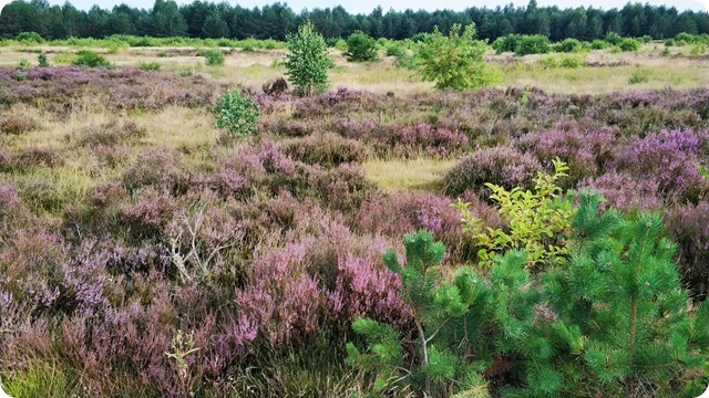 WhatsApp Image 2022-08-17 at 9.20.11 PM