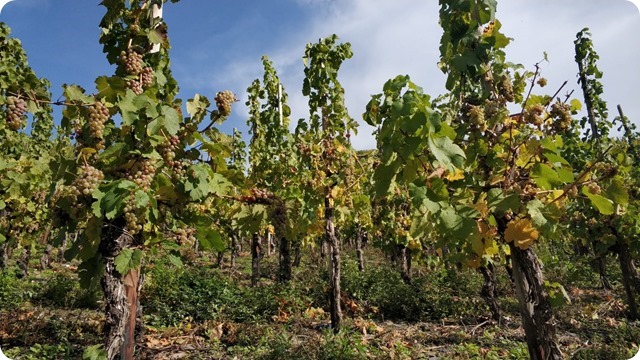 WhatsApp Image 2022-11-09 at 22.05.43