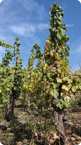 WhatsApp Image 2022-11-09 at 22.34.35