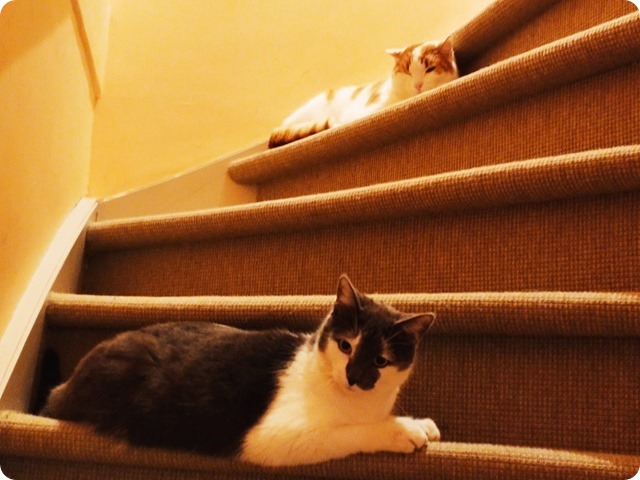 Zdjęcie WhatsApp 2023-03-26 o 22.58.27