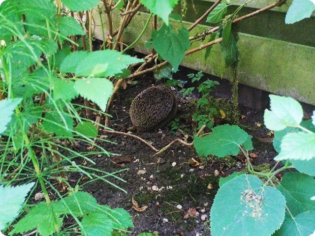 Zdjęcie WhatsApp 2023-06-11 o 21.25.40