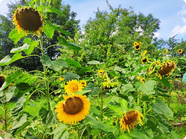 Zdjęcie WhatsApp 2023-09-11 o 17.24.55