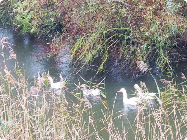 Zdjęcie WhatsApp 2024-12-04 o 19.08.06_f426fffa