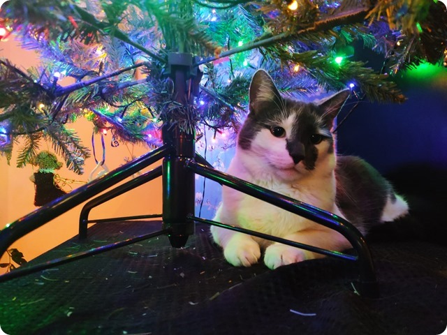 Zdjęcie WhatsApp 2024-12-23 o 22.46.32_f57b803e