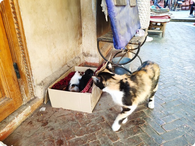 Zdjęcie WhatsApp 2025-03-13 o 20.32.51_f1fe7c81