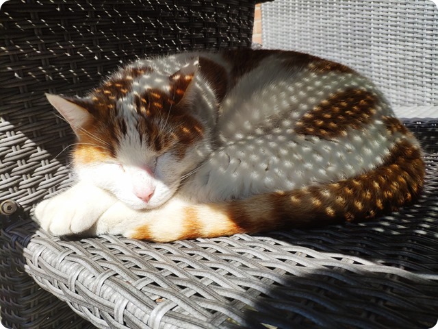 Zdjęcie WhatsApp 2025-04-06 o 19.44.33_afeb9e6f