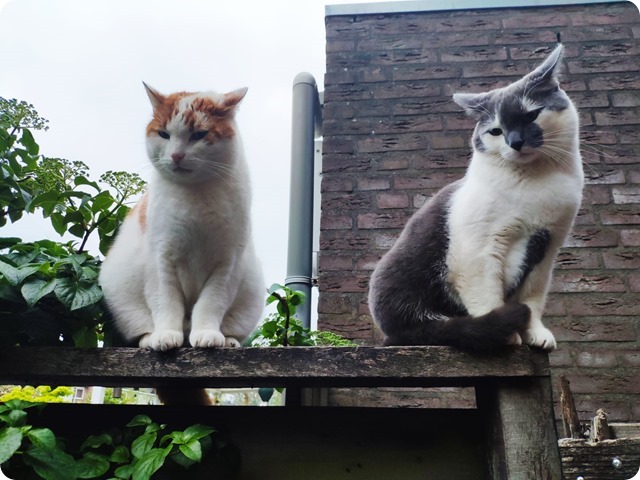 Zdjęcie WhatsApp 2025-05-15 o 22.39.48_9b7eca56