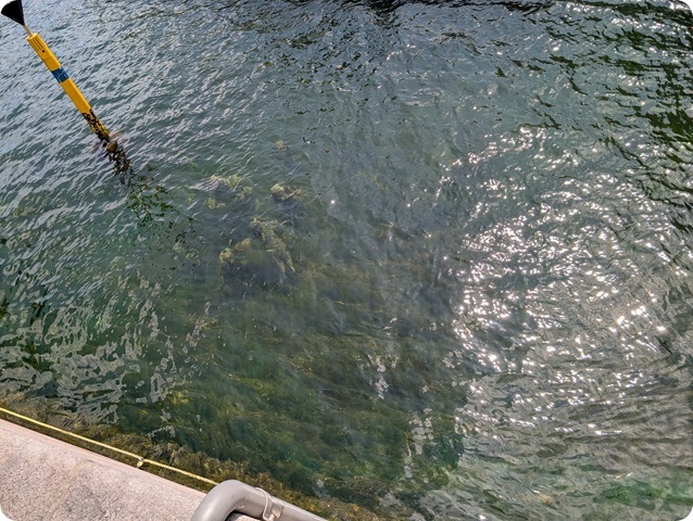 PXL_20250627_120738813.MP