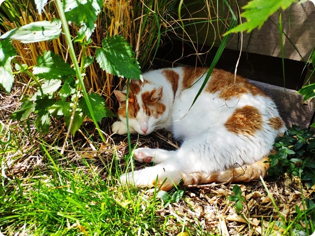 Zdjęcie WhatsApp 2025-07-05 o 17.29.20_5d233f47