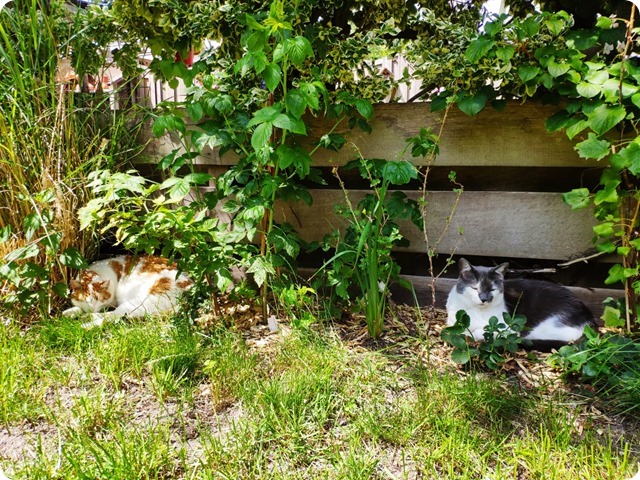 Zdjęcie WhatsApp 2025-07-05 o 17.29.20_5f6816c5