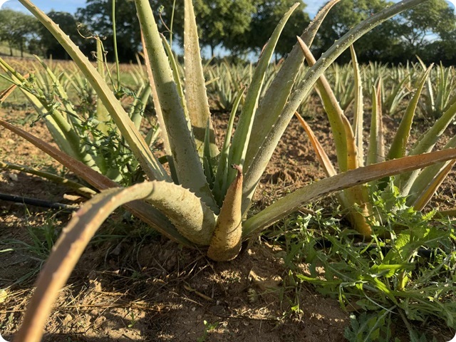 995e5391-dbd2-4e33-a4ee-3443d79c0389